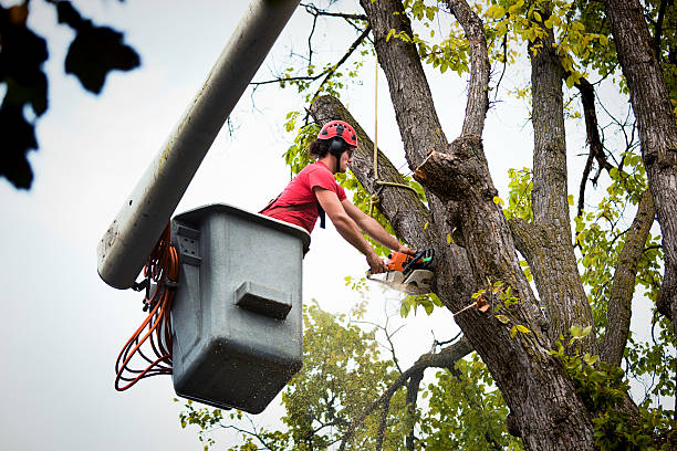 Best Stump Grinding and Removal  in Kincaid, IL